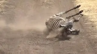 zebra tricks
