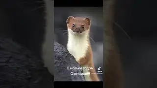 С Новым Годом товарищи охотники!#новыйгод #сновымгодом #сновымгодомохотники