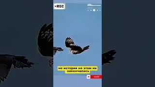 A peregrine falcon attacks an owl.