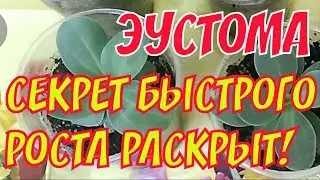 Эустома | Успешный результат реанимации лизиантуса | Секрет для быстрого роста!