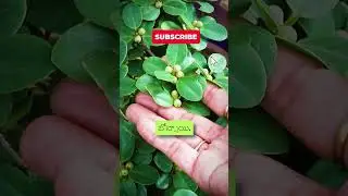 ఈ ప్లాంట్ పేరు ఏంటో తెలుసా? #shorts #gardening #tips #plants