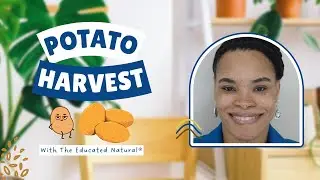 My First Ever Red Potato Harvest