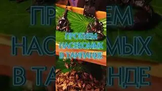 ПРОБУЕМ НАСЕКОМЫХ В ТАИЛАНДЕ #shorts #тайланд