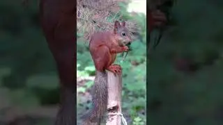 Белочка / Squirrel