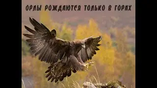 Орел против волка