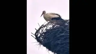АИСТЫ