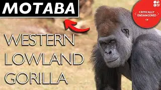 Western Lowland Gorillas: these primates are so much like us!