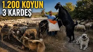 1.200 KOYUN - 140 ÇAN - DAĞLAR YIKILIYOR  12 KURTÇU KÖPEĞİ İLE ÇOBAN RESUL