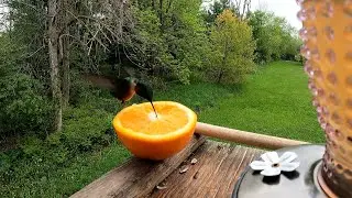 grosbeak, hummingbird & orange
