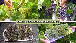 Faire pousser de la vigne en pot avec un résultat MAGNIFIQUE ! | Growing grapes in pots🍇