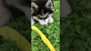 #husky