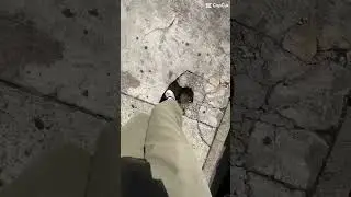 English Bulldog Chunk - Be Careful You Never Know What’s Beneath the Streets #dogs #shorts #funny
