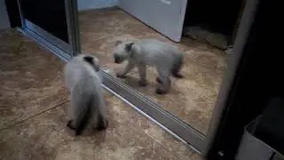 Ох, это зеркало! Прикол с котенком