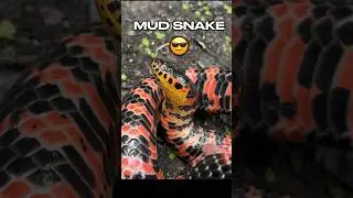 Hoop Snake (mud snake)