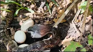 Look Who ate all my ducks Eggs 🐍😬 #nature #snakes #shorts #viralshorts #fyp