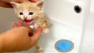 First bath for brave kitten Caramel. Caring mom cat kisses her baby