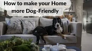 How to make your Home more Dog-Friendly