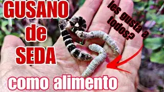 Les gusta el GUSANO de SEDA a TODOS los REPTILES y ANFIBIOS? COMO es de NUTRITIVO?