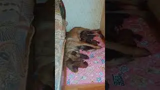 Щенки малинуа❤️ от рабочих производителей😉
