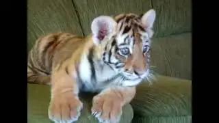 Малко тигърче си играе с куче
