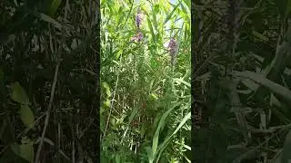 Плакун-трава