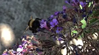 Bees love Buddleia for its summer nectar