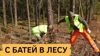 ЗАГОТАВЛИВАЕМ ЛЕС ДЛЯ СТРОИТЕЛЬСТВА И НА ДРОВА!