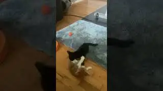 Kittens, Charlie & Sable wrestling.