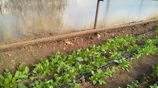 Выращивание петрушки