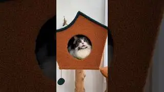 Our Cat Got A New Cat Tree!! *His Reaction*