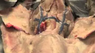 Nonmuscular Organs