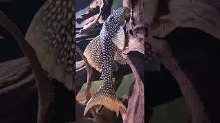 L014 sunshine pleco #pleco #aquarium
