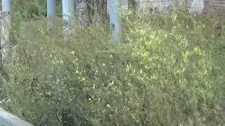Странные "клумбы,цветники" на территории бывшего завода