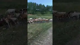 коровы #мыдеревенские