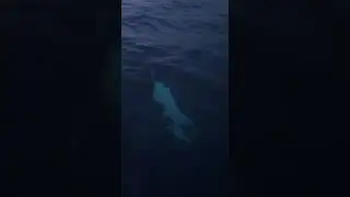 Кит, красавчик. Териберка. Баренцево море.