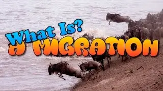 What Is Migration? (In Animals)
