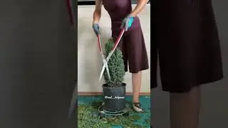 Кипарисовик ✂️стрижка