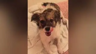 Puppy Stinker taking a bath