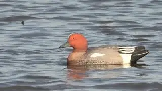 Свиязь селезень