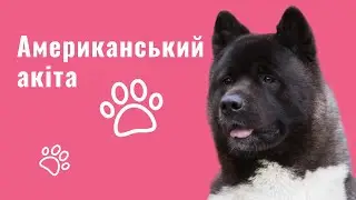 АМЕРИКАНСЬКИЙ АКІТА — УСЕ ПРО ПОРОДУ, ХАРАКТЕР, ОСОБЛИВОСТІ ДОГЛЯДУ
