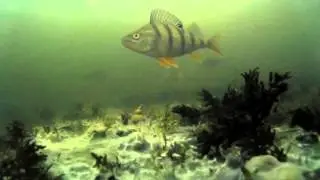 окунь зимой, подледная съемка.