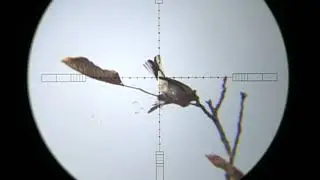 Chaffinch pcp air rifle hunting Season 2020/21