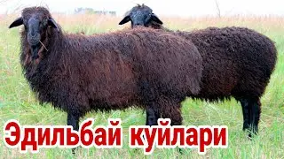 Эдильбай куйлари | Едилбай койлары | Абдуллох Атабаев