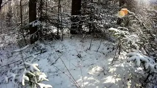 ОХОТА НА ЗАЙЦА ПО ПЕРВОМУ СНЕГУ