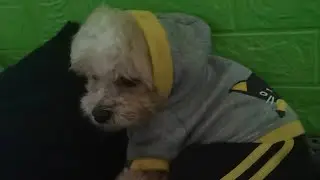 DOG  NEW JUMPSUIT WITH HOOD DRESS DURING RAINY DAYS/WATCH ME 🐶