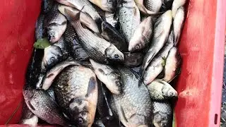 карасямба в Лесной речке