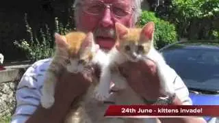 New Kittens at Tessel Bas