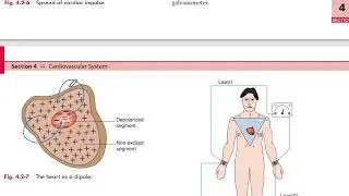 ecg 5