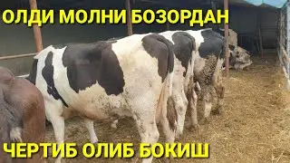 ДОЛДОРЛЛАРНИ МОЛ БОКИШ СИТИЛИ УЛАРДА КАЛЛА БОРДА