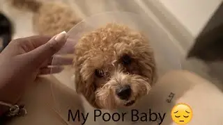 Belle had to get surgery!